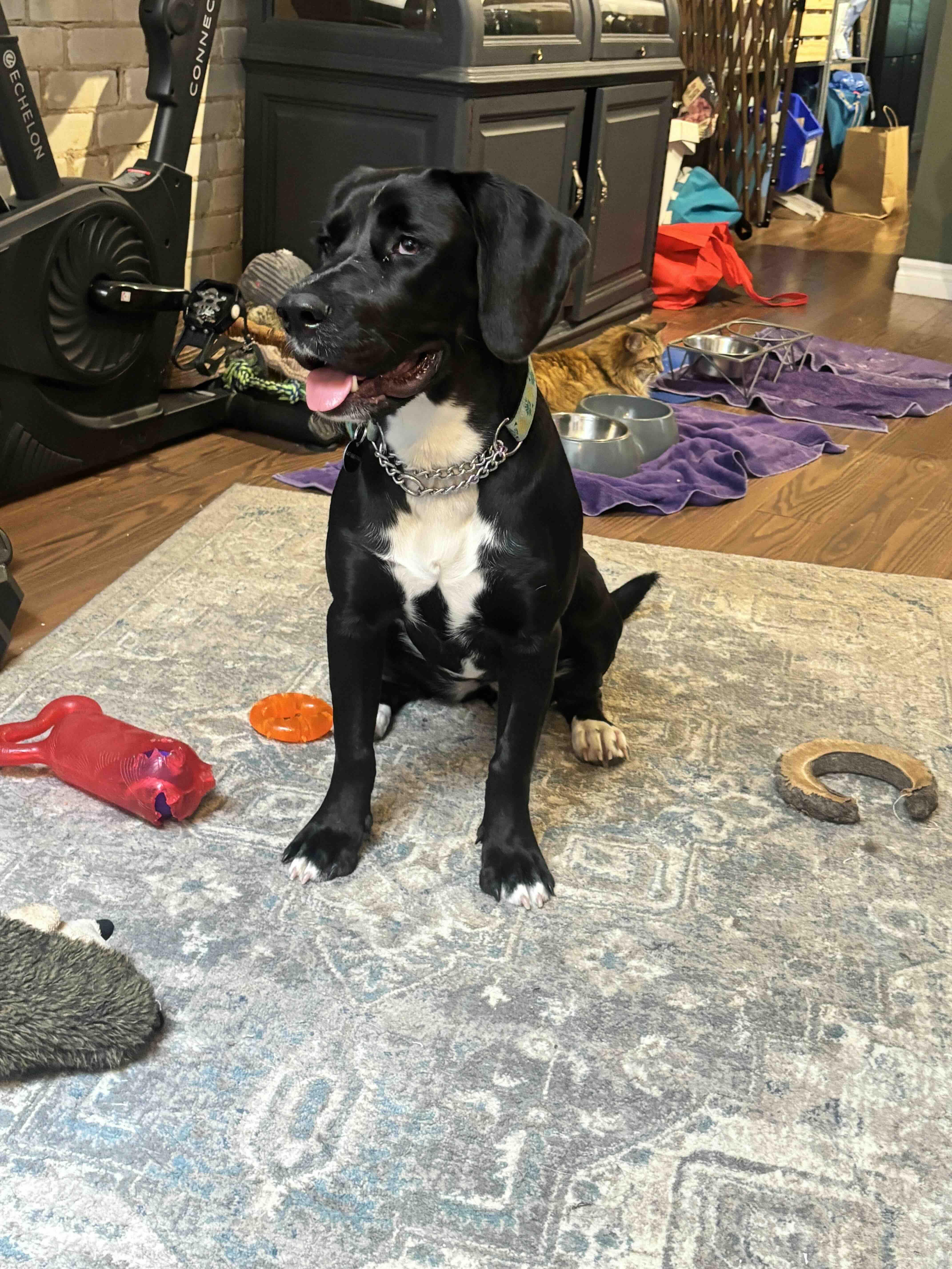 Enlarge Mandy, a Adoptable mixed breed in Oakville, ON image 3/6