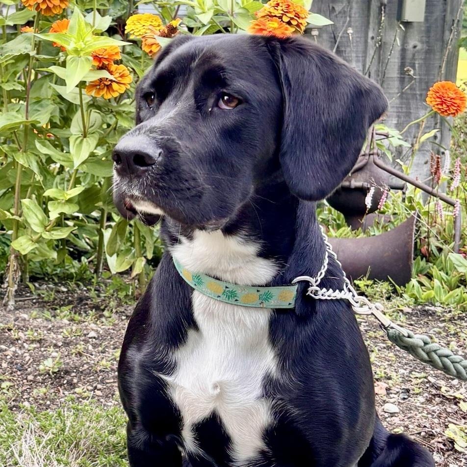 Mandy, Adoptable, Young Female Black Labrador Retriever.