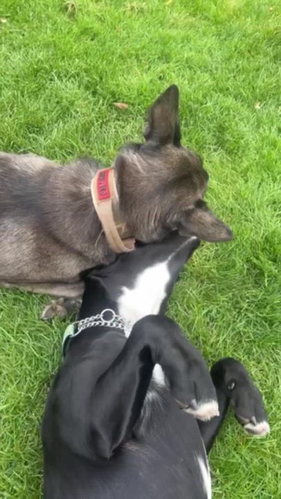 Enlarge Mandy, a Adoptable mixed breed in Oakville, ON video 6/6