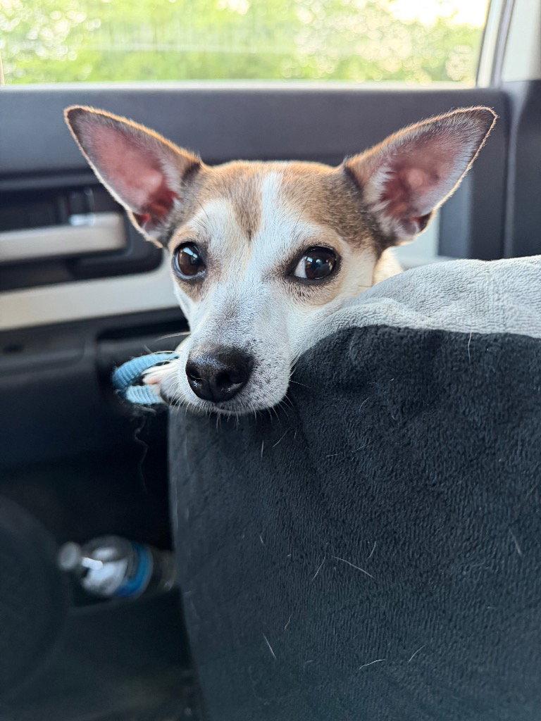Couri, Adoptable, Young Female Chihuahua & Terrier.
