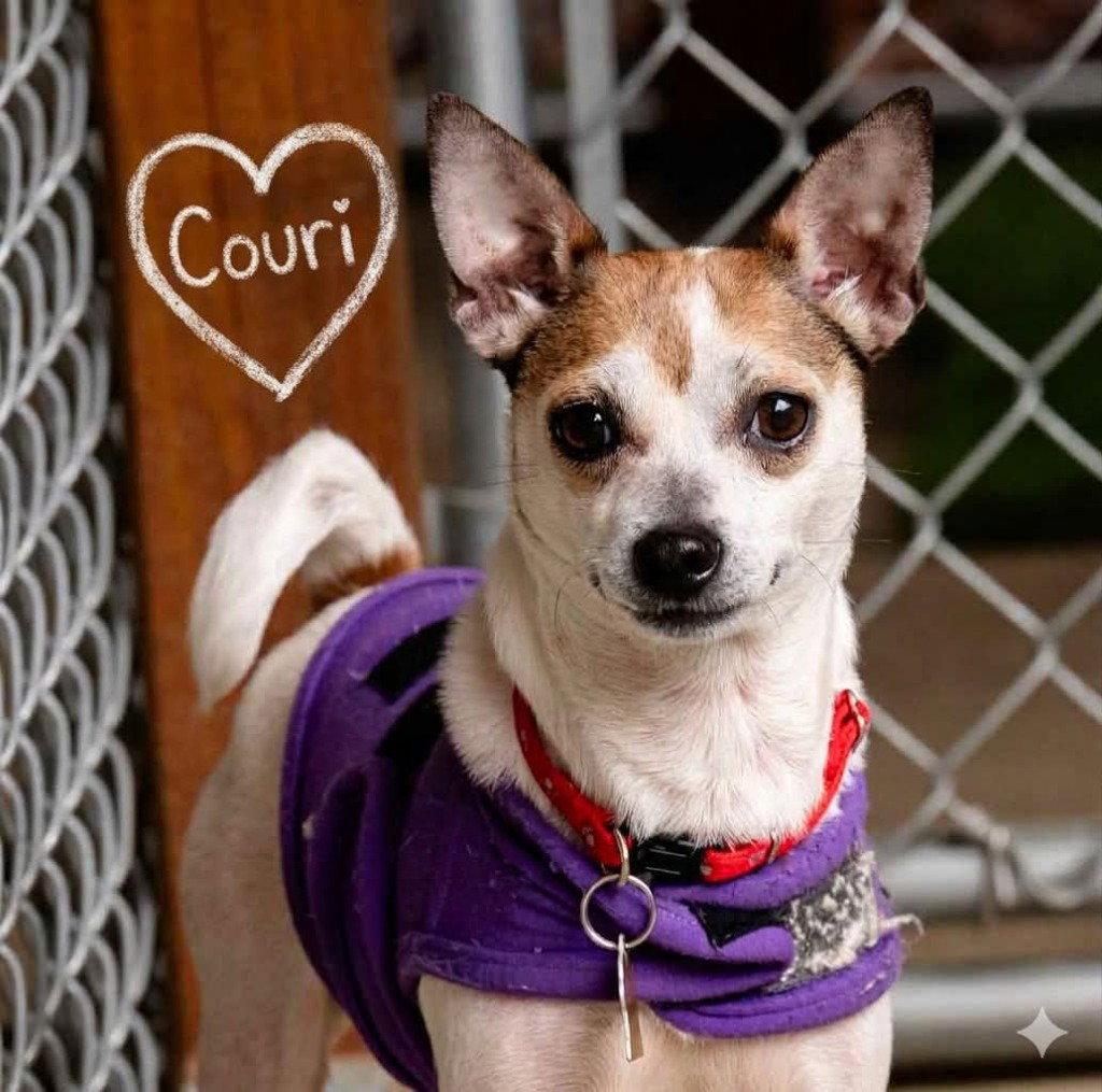 Couri, a Adoptable mixed breed in Ellijay, GA image 3/3