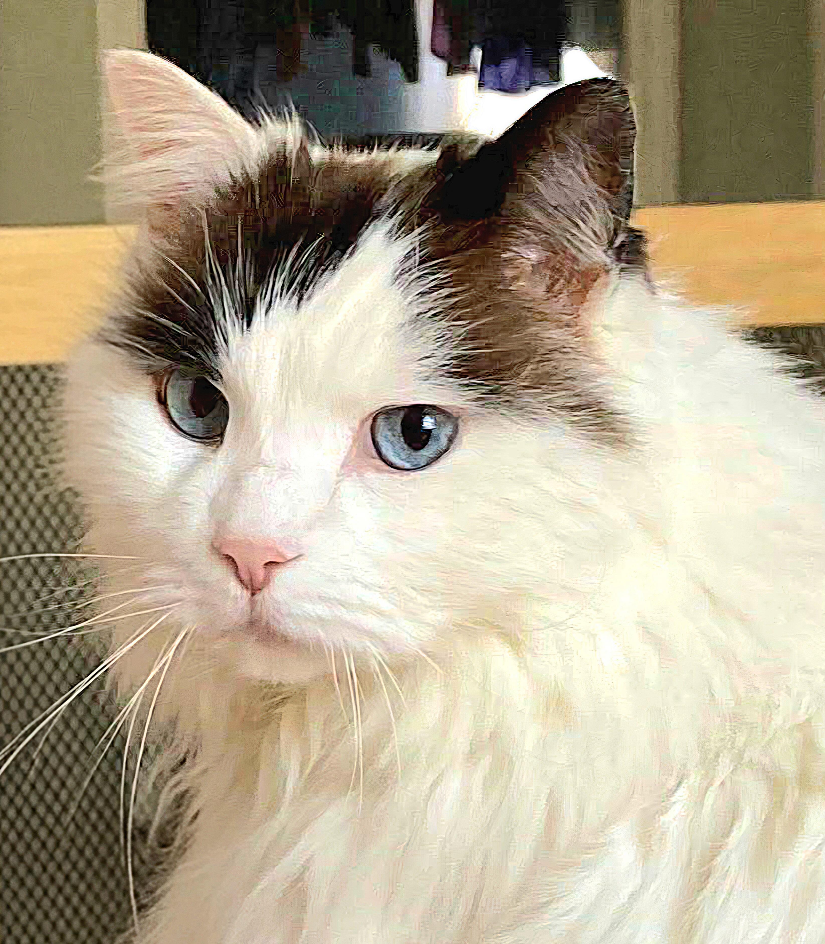 Tino, an adopted mixed breed in Attleboro, MA image 1/6