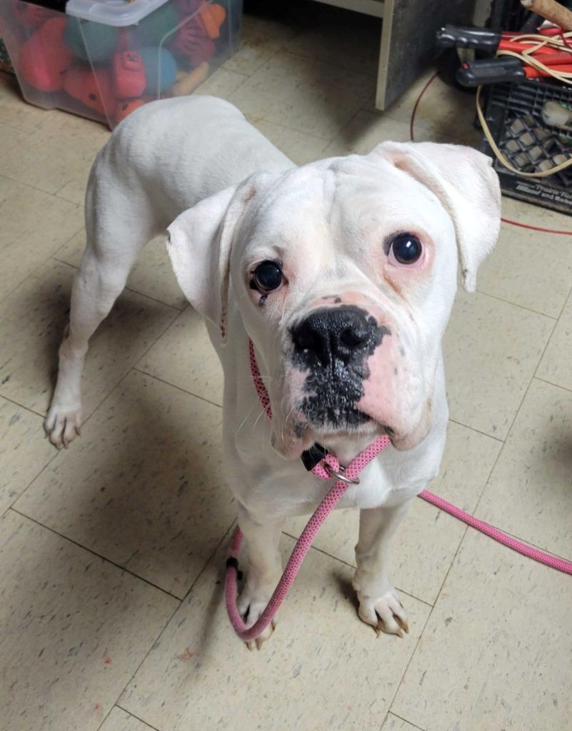 Clifford, Adopted, Young Male Boxer.