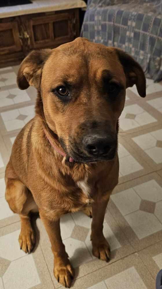 Dana, Adoptable, Puppy Female German Shepherd Dog & Retriever.