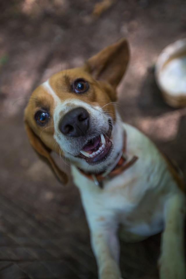 ~In memory~Donate through PayPal button on homepage" ~, a Adoptable mixed breed in Raleigh, NC image 3/6