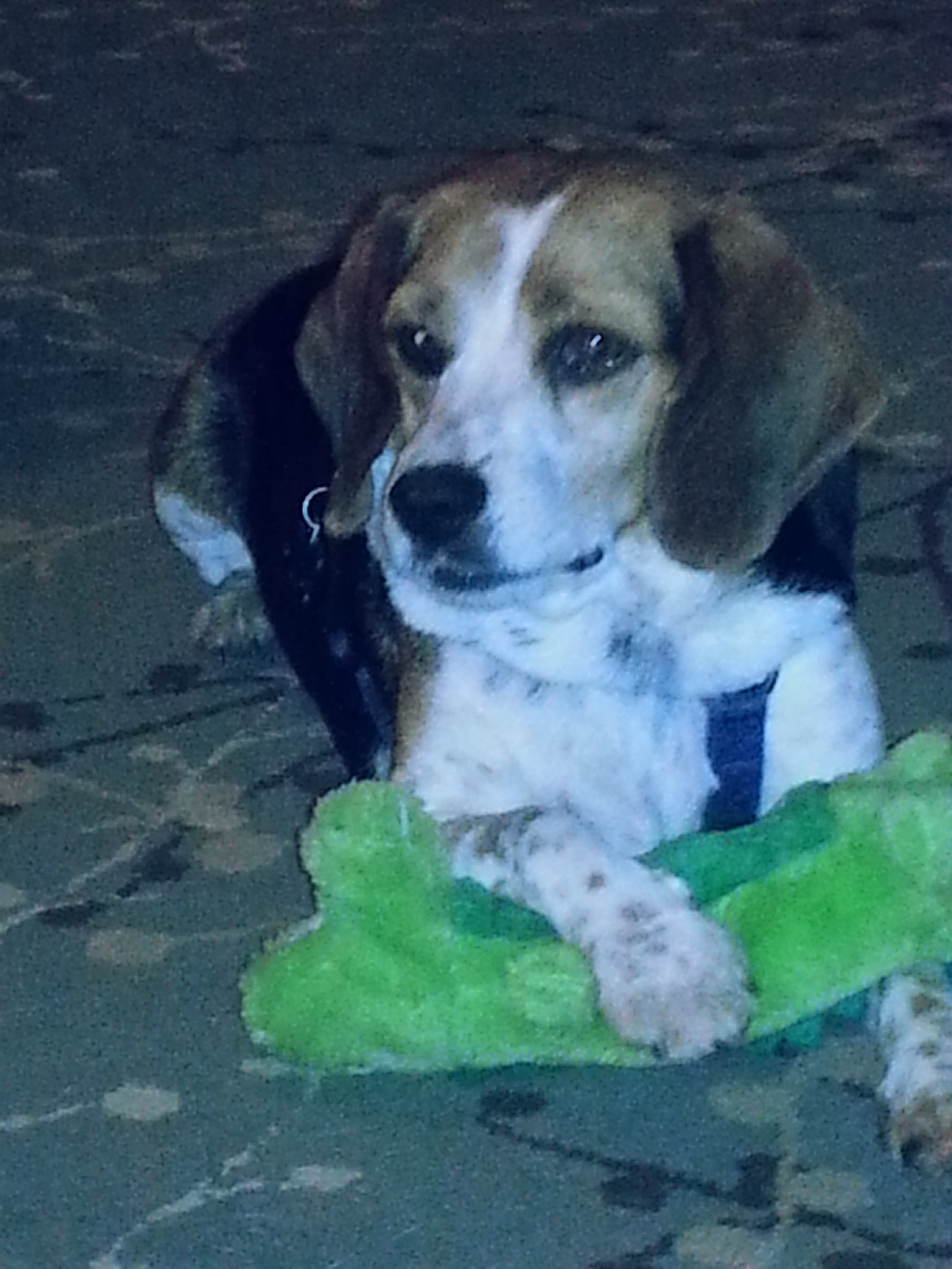 ~In memory~Donate through PayPal button on homepage" ~, a Adoptable mixed breed in Raleigh, NC image 4/6