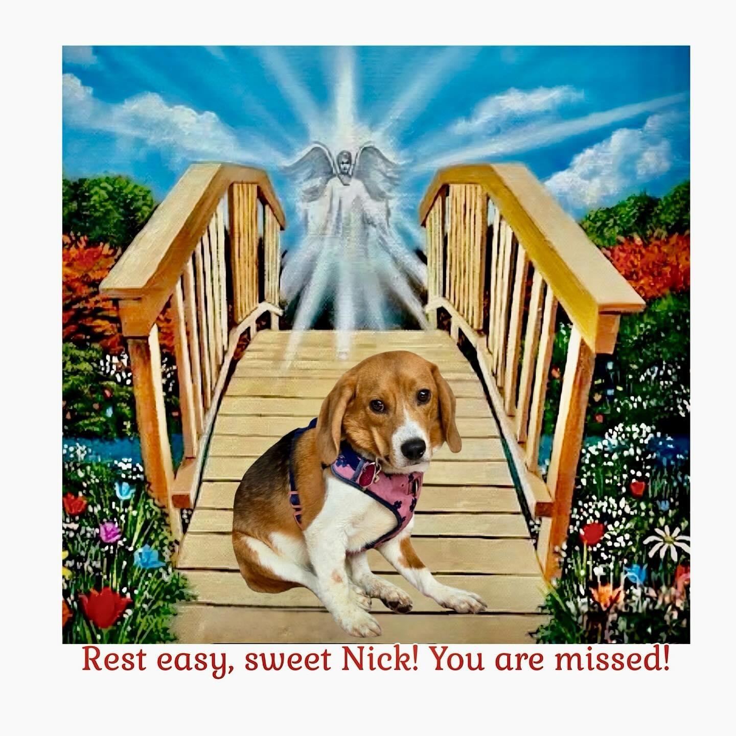 ~In memory~Donate through PayPal button on homepage" ~, Adoptable, Adult Female Labrador Retriever & Beagle.