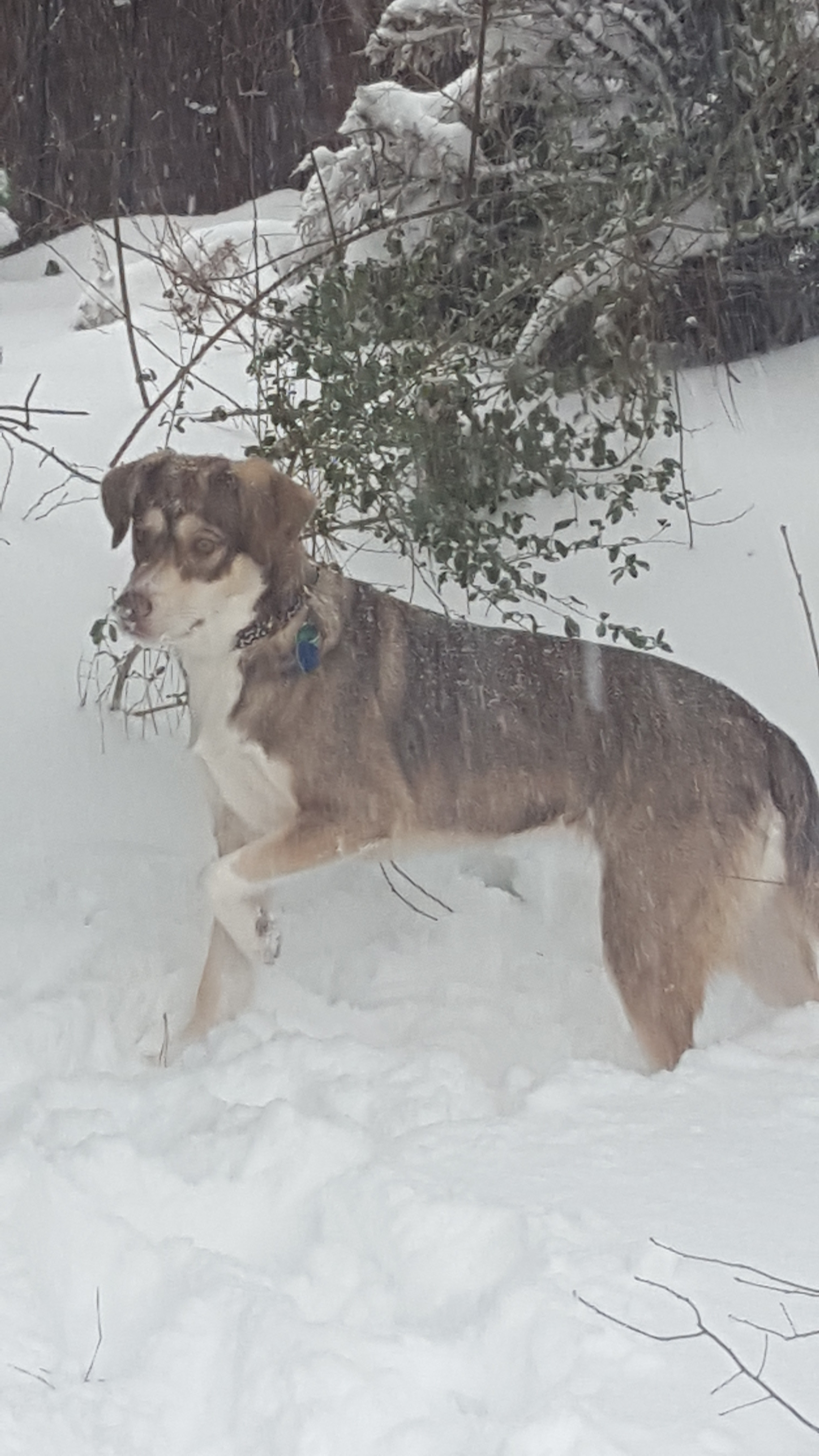 ~In memory~Donate through PayPal button on homepage" ~, a Adoptable mixed breed in Raleigh, NC image 5/6