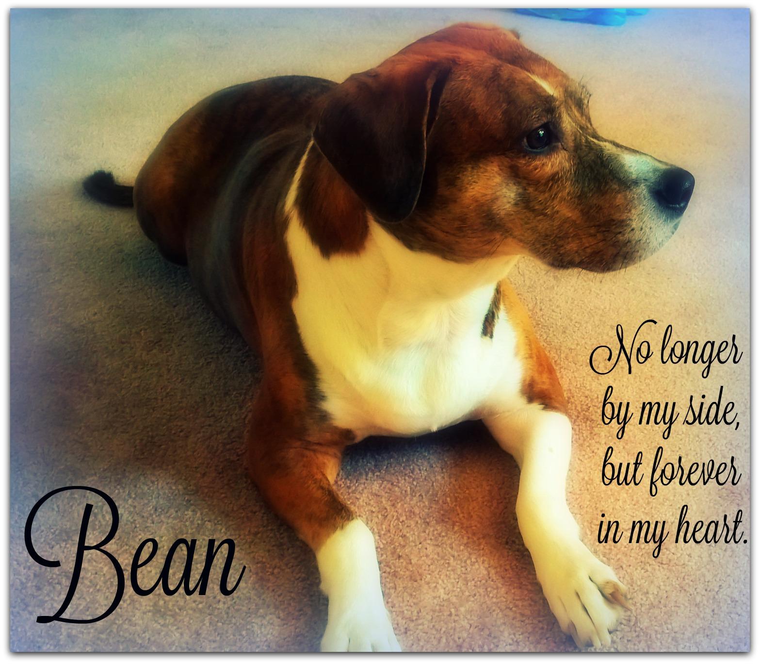 ~In memory~Donate through PayPal button on homepage
