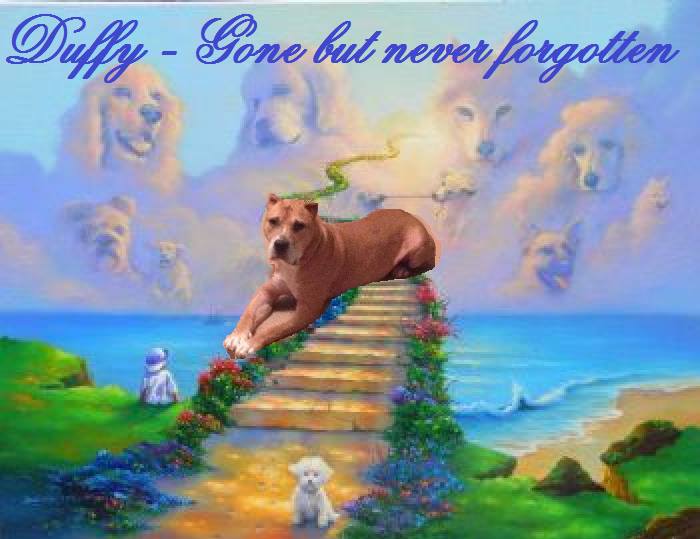 ~In memory~Donate through PayPal button on homepage