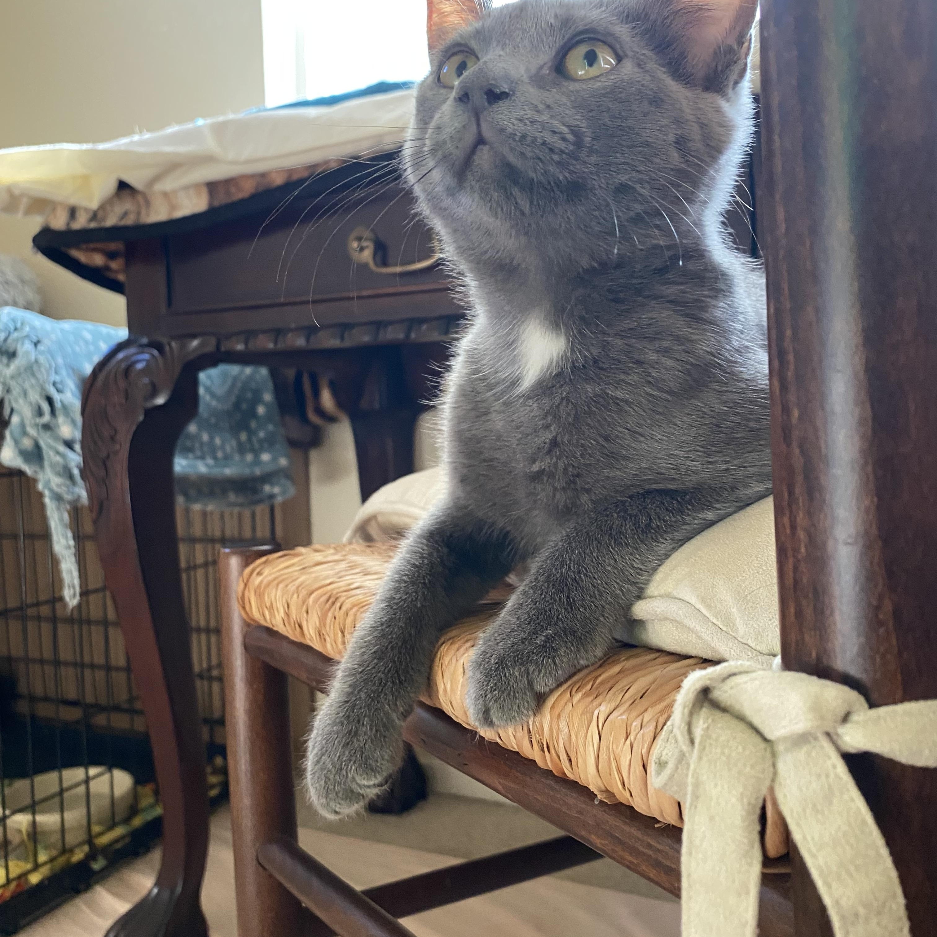 Sterling (bonded with Prince), a Adoptable Russian Blue in Sacramento, CA image 6/6