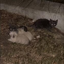 Sterling (bonded with Prince)