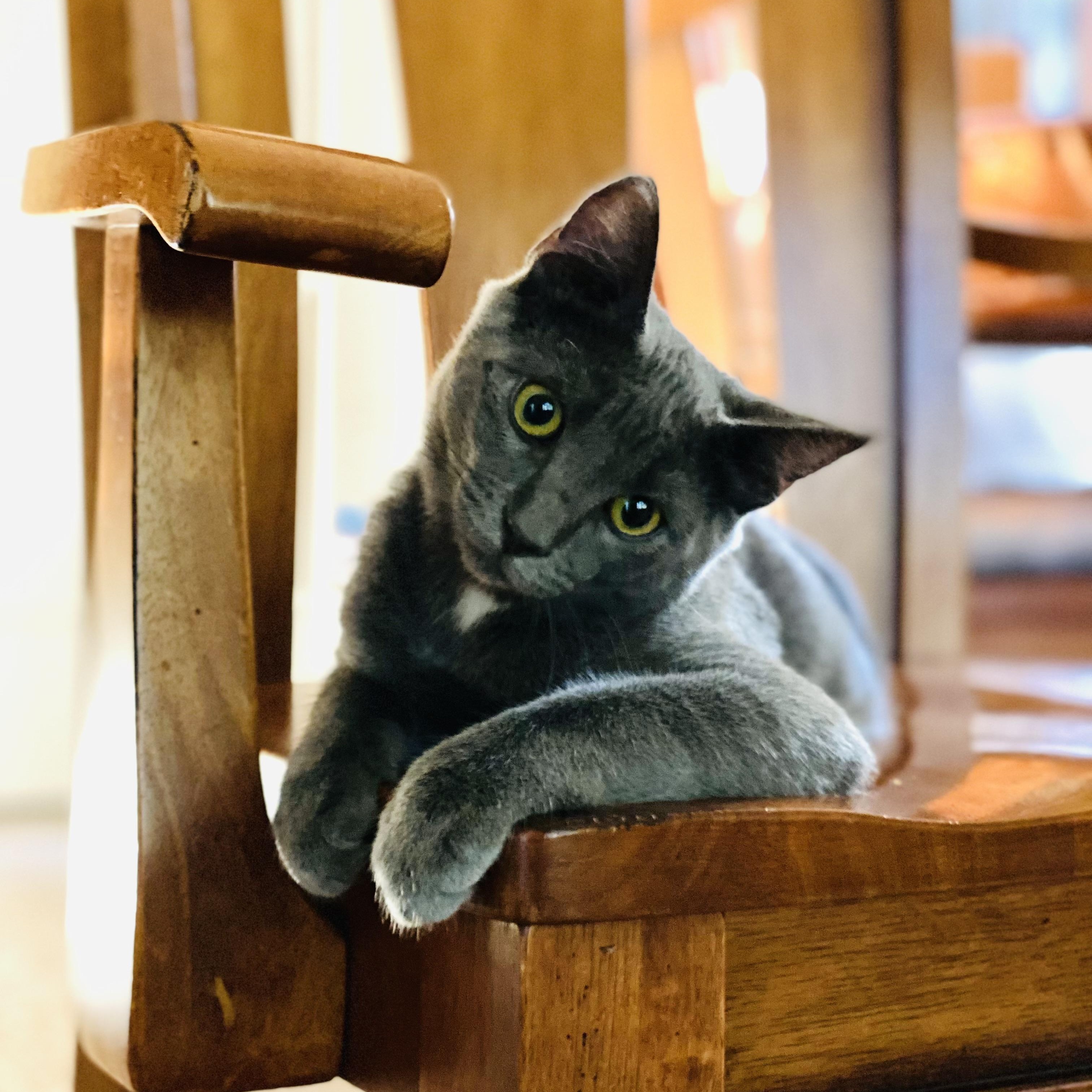 Sterling (bonded with Prince), a Adoptable Russian Blue in Sacramento, CA image 1/6
