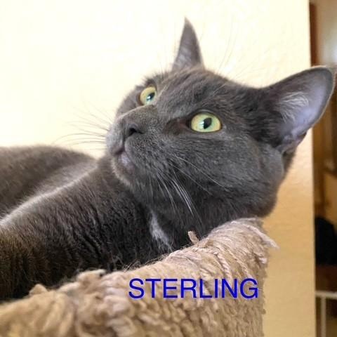 Sterling (bonded with Prince), Adoptable, Young Male Russian Blue.