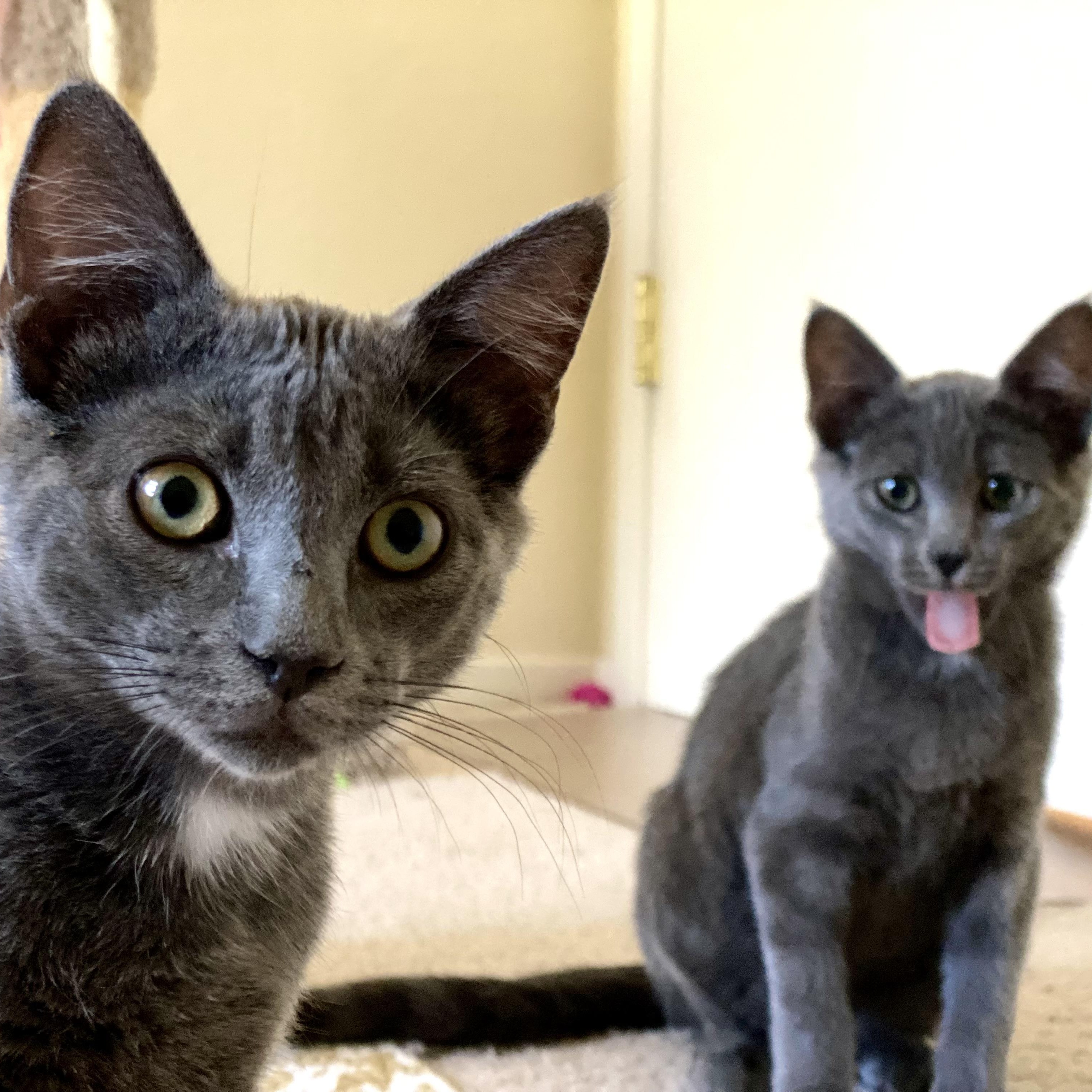 Sterling (bonded with Prince), a Adoptable Russian Blue in Sacramento, CA image 2/6