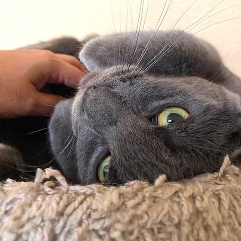 Sterling (bonded with Prince), Adoptable, Young Male Russian Blue.