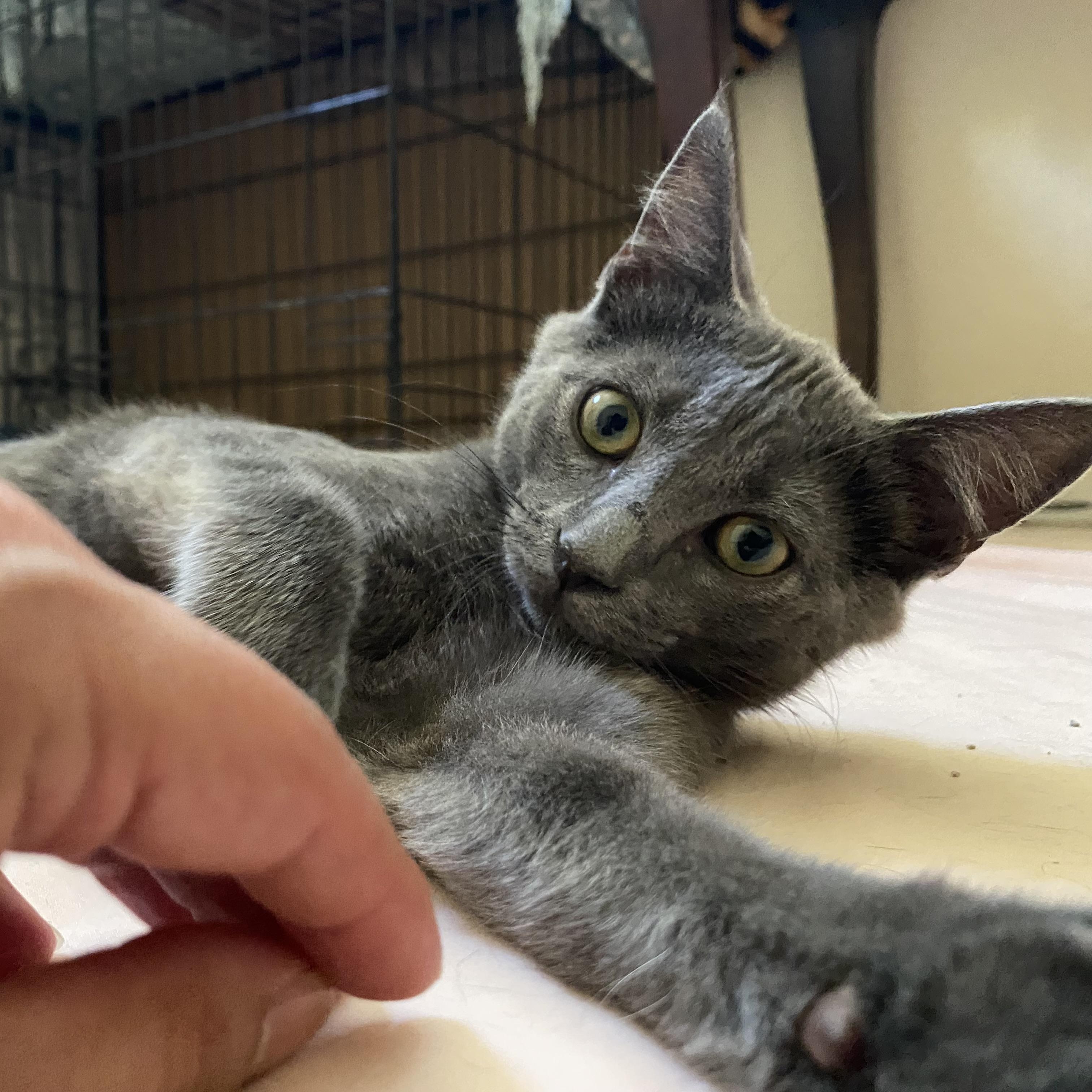 Sterling (bonded with Prince)