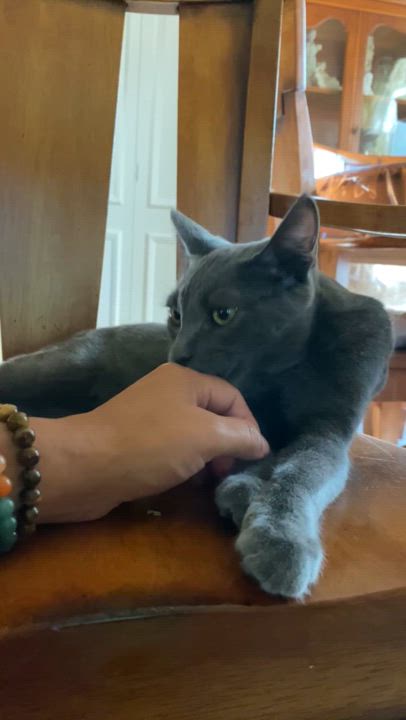 Enlarge Sterling (bonded with Prince), a Adoptable Russian Blue in Sacramento, CA video 4/6