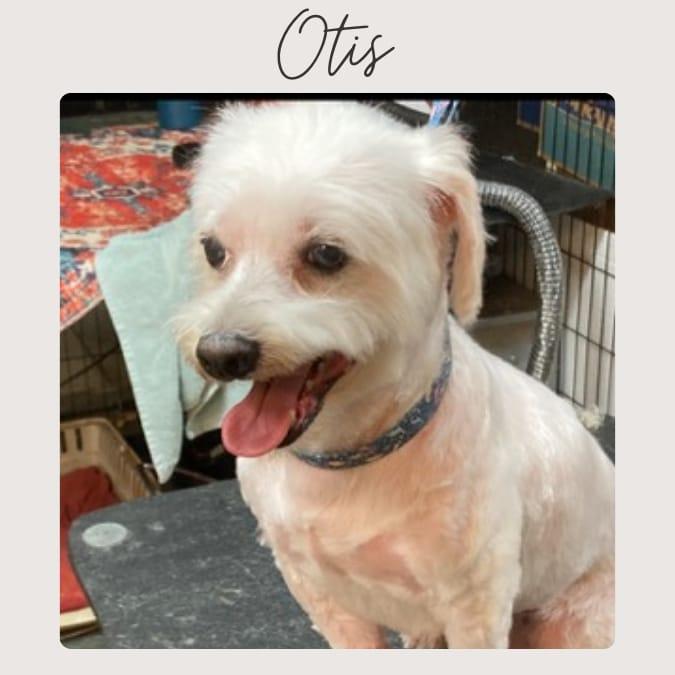 Enlarge OTIS, a Adoptable mixed breed in San Juan Capistrano, CA image 1/1