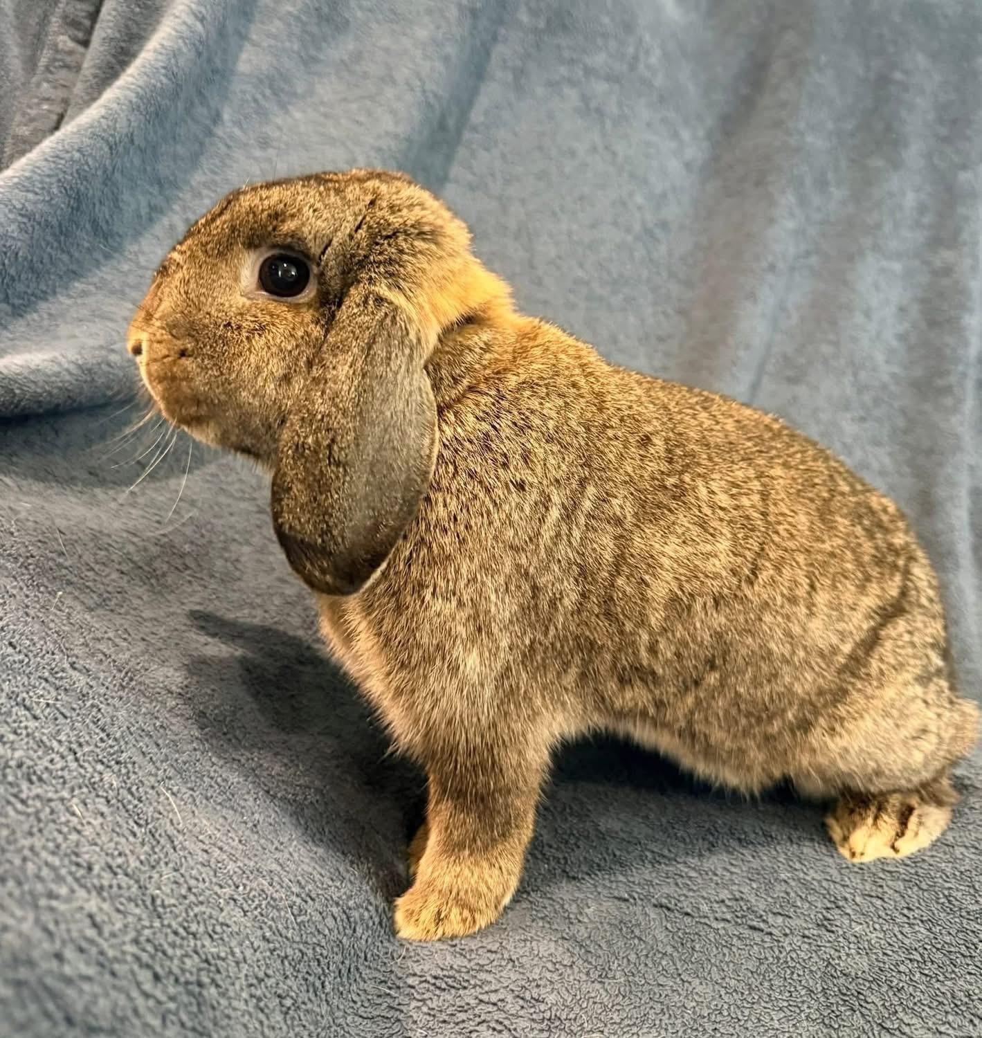 Enlarge Patty, a ADOPTABLE Lop Eared in St. Charles, MO image 4/4