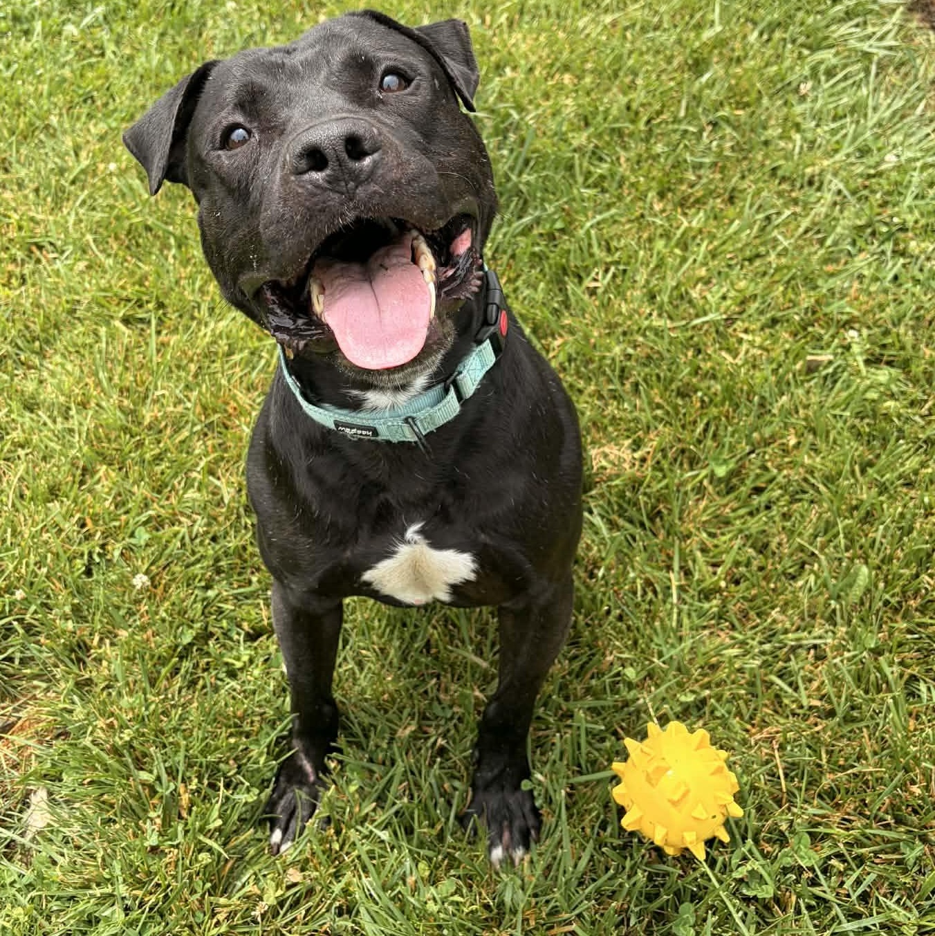 Porky, a ADOPTABLE mixed breed in Avon, CT image 2/5