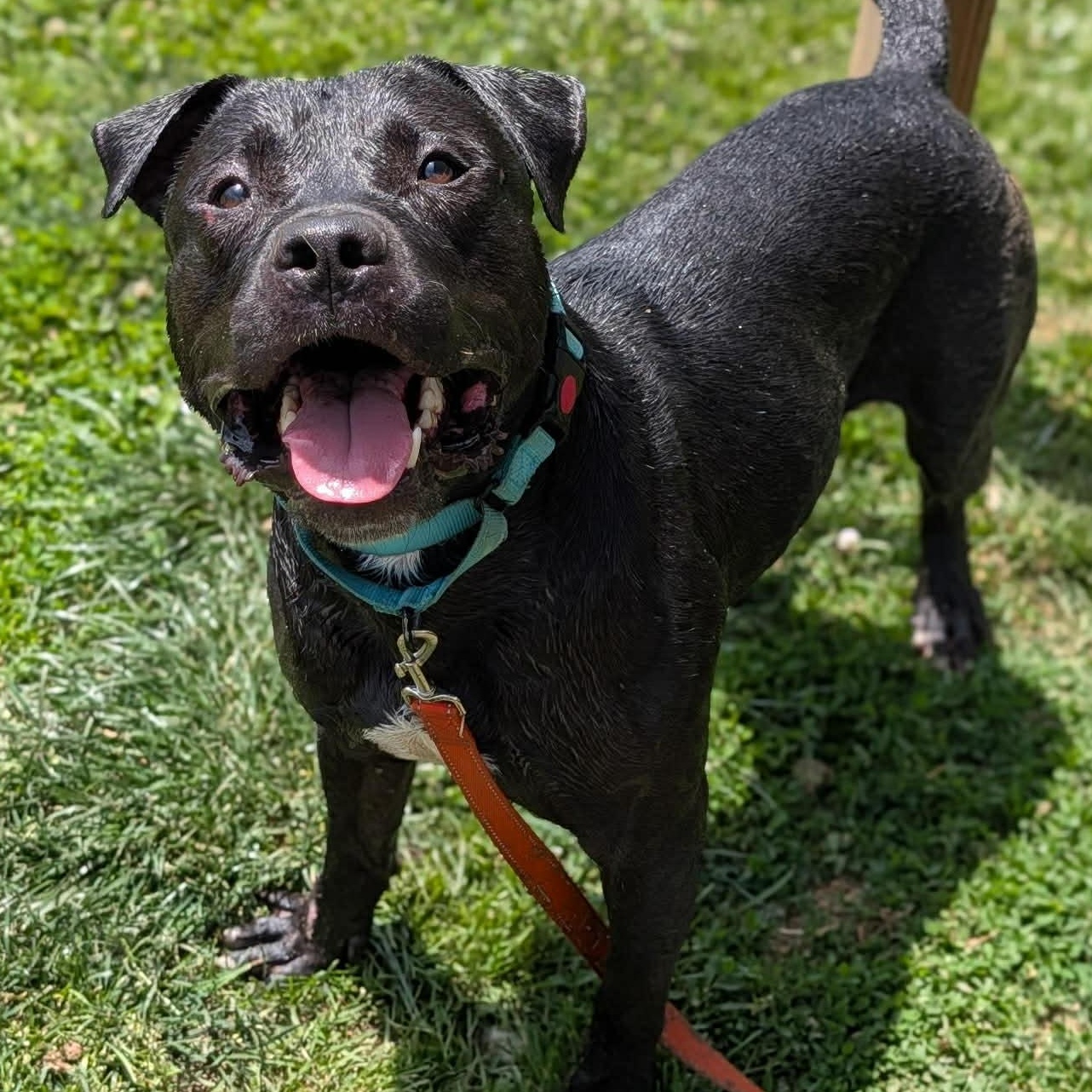 Porky, ADOPTABLE, Adult Male American Staffordshire Terrier & Pit Bull Terrier.