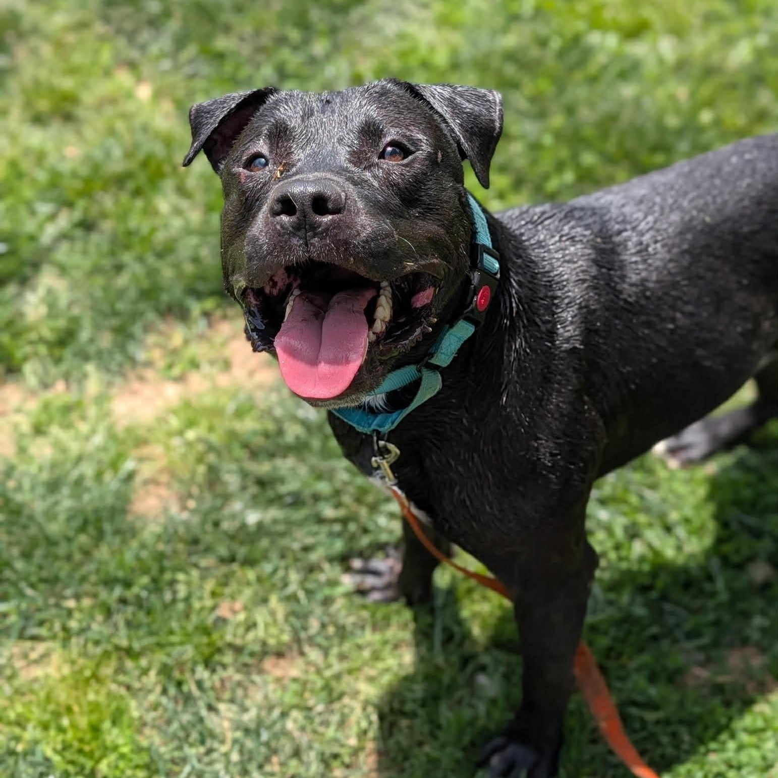 Porky, a ADOPTABLE mixed breed in Avon, CT image 4/5