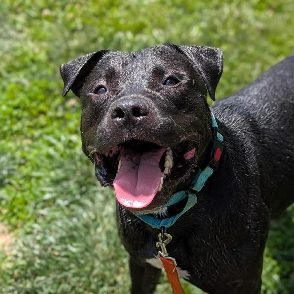 Porky, a ADOPTABLE mixed breed in Avon, CT image 3/5