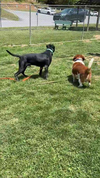Enlarge Porky, a ADOPTABLE mixed breed in Avon, CT video 5/5