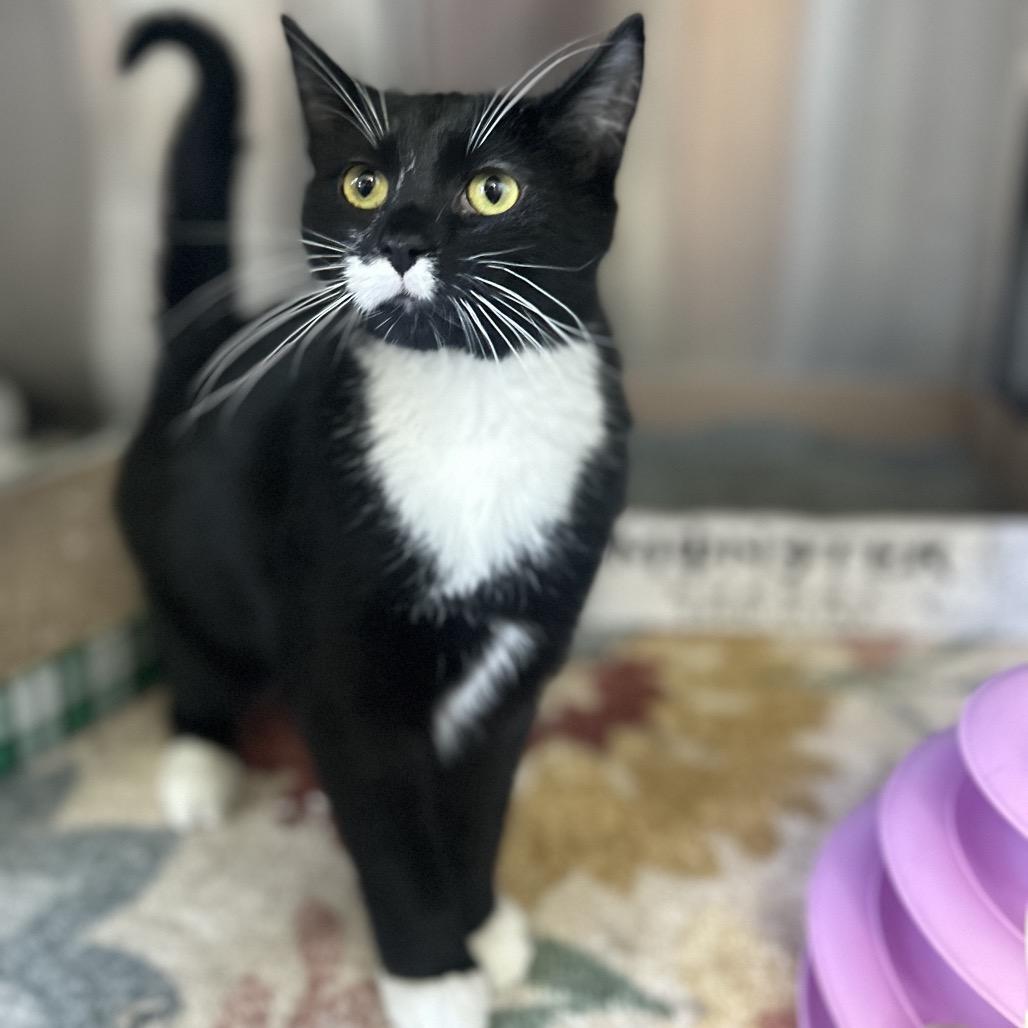 Ellis, Adoptable, Young Male Domestic Long Hair.