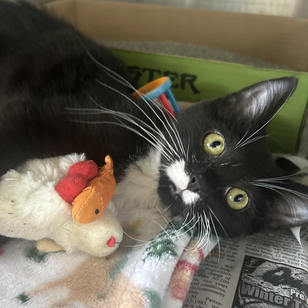 Ellis, Adoptable, Young Male Domestic Long Hair.