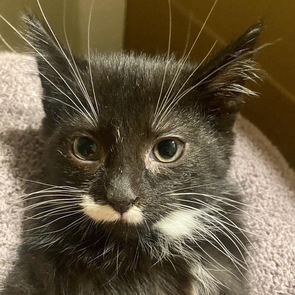 Enlarge Ellis, a Adoptable Domestic Long Hair in Troy, IL image 2/3