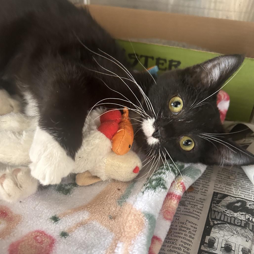 Enlarge Ellis, a Adoptable Domestic Long Hair in Troy, IL image 3/3