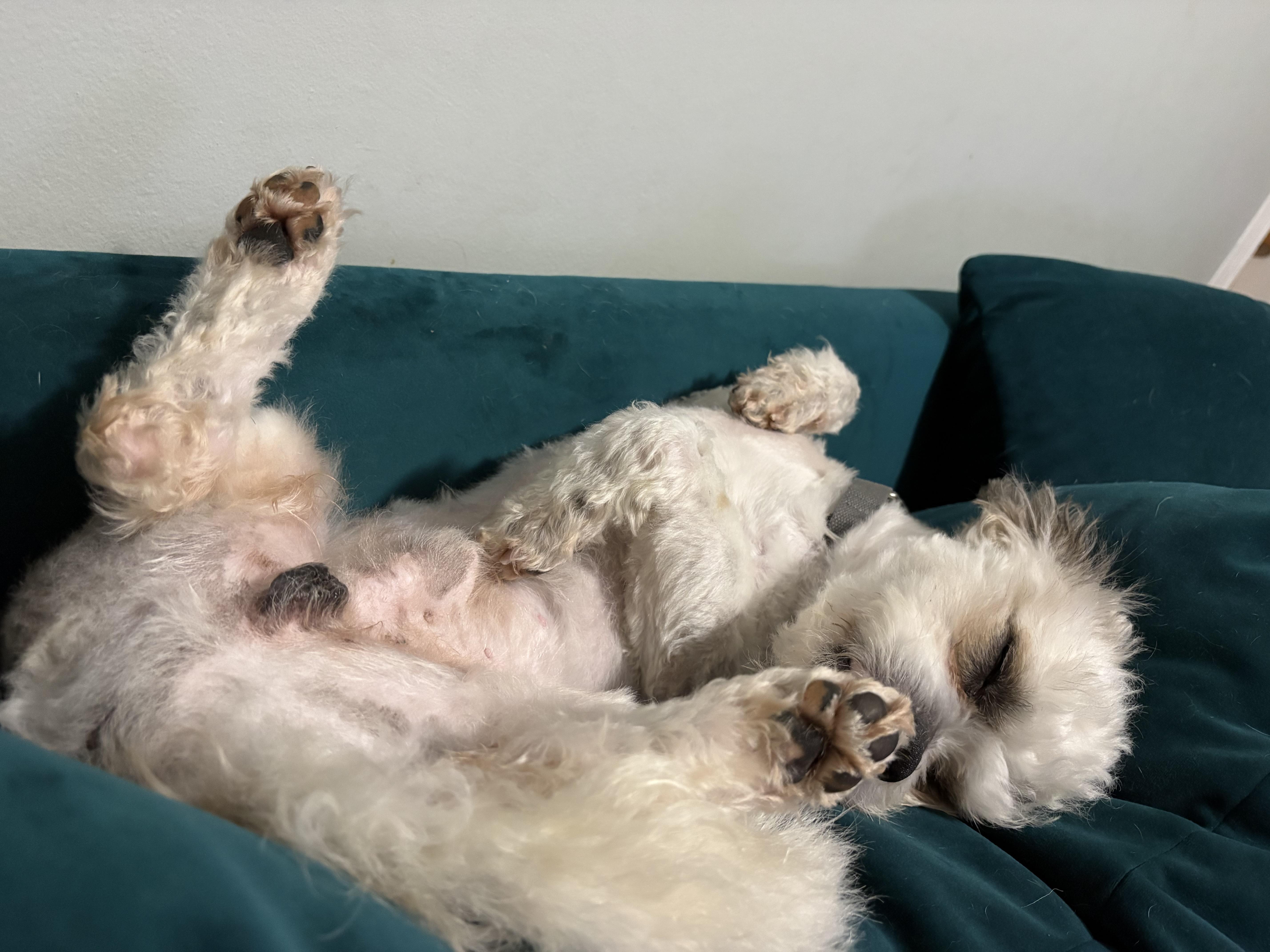 Enlarge Ozzie (cuddler extraordinaire), a ADOPTABLE mixed breed in Ellicott City, MD image 6/6