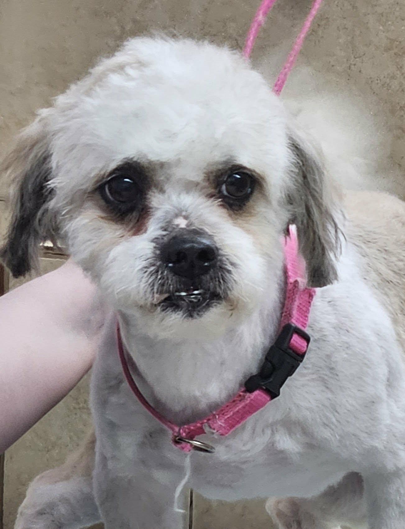 Oso (cuddler extraordinaire), a ADOPTABLE mixed breed in Ellicott City, MD image 4/4