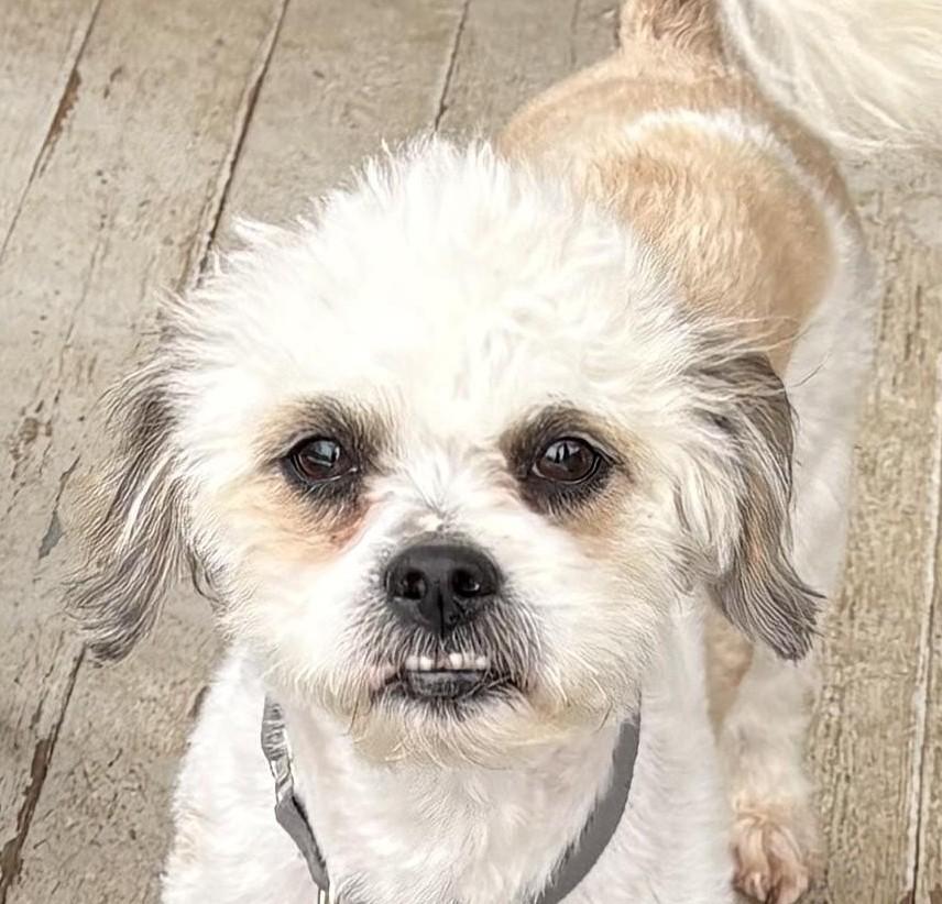 Enlarge Ozzie (cuddler extraordinaire), a ADOPTABLE mixed breed in Ellicott City, MD image 1/6