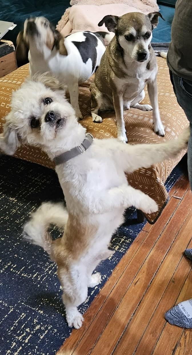 Enlarge Ozzie (cuddler extraordinaire), a ADOPTABLE mixed breed in Ellicott City, MD image 6/6