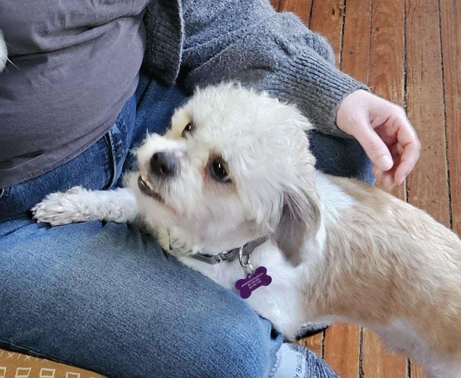 Enlarge Ozzie (cuddler extraordinaire), a ADOPTABLE mixed breed in Ellicott City, MD image 3/6