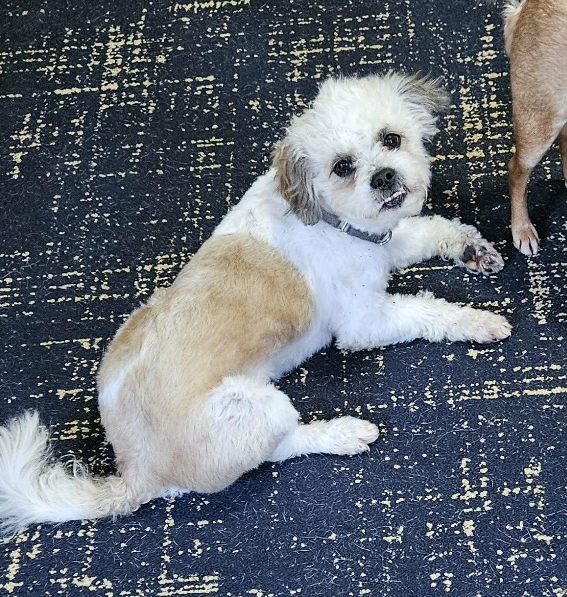 Ozzie (cuddler extraordinaire), ADOPTABLE, Adult Male Shih Tzu & Lhasa Apso.
