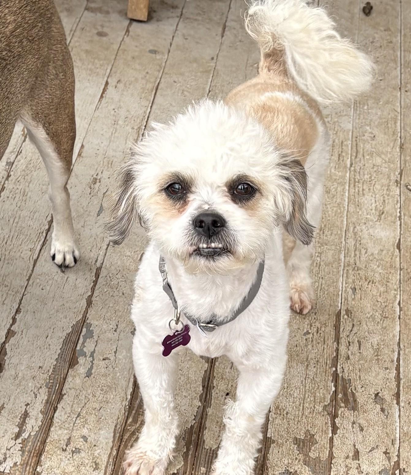 Oso (cuddler extraordinaire), a ADOPTABLE mixed breed in Ellicott City, MD image 3/4