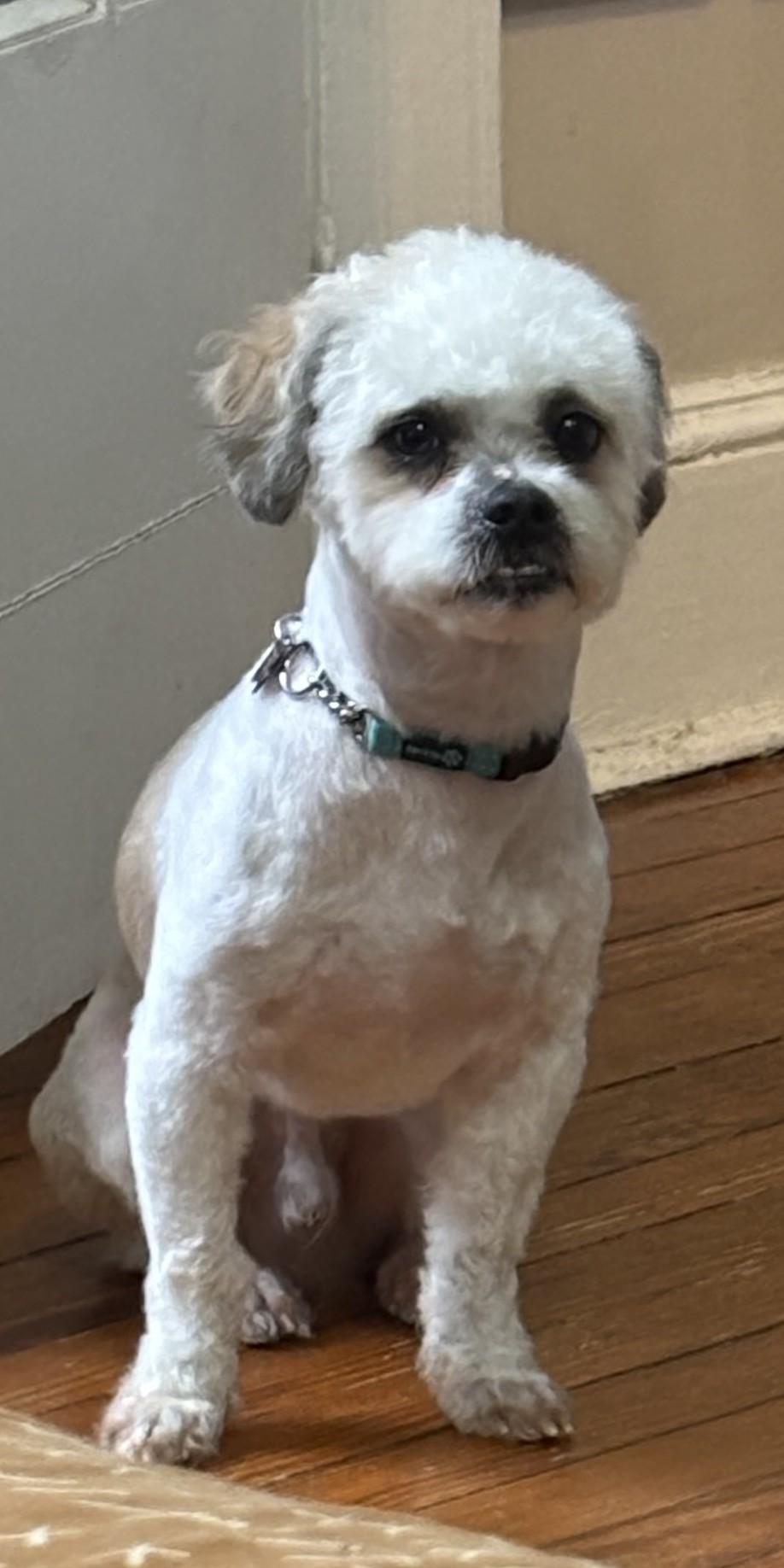 Oso (cuddler extraordinaire), a ADOPTABLE mixed breed in Ellicott City, MD image 1/4