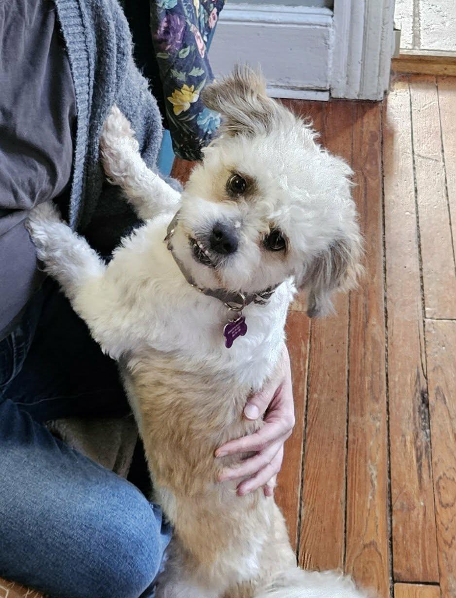 Ozzie (cuddler extraordinaire), ADOPTABLE, Adult Male Shih Tzu & Lhasa Apso.