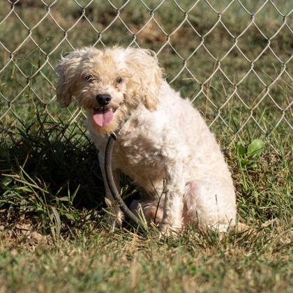 Miller, Adoptable, Adult Male Poodle (Toy).