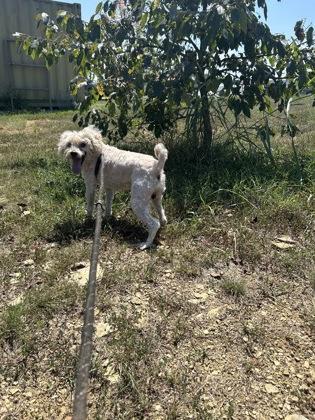Enlarge Miller, a Adoptable mixed breed in Yellville, AR image 2/3
