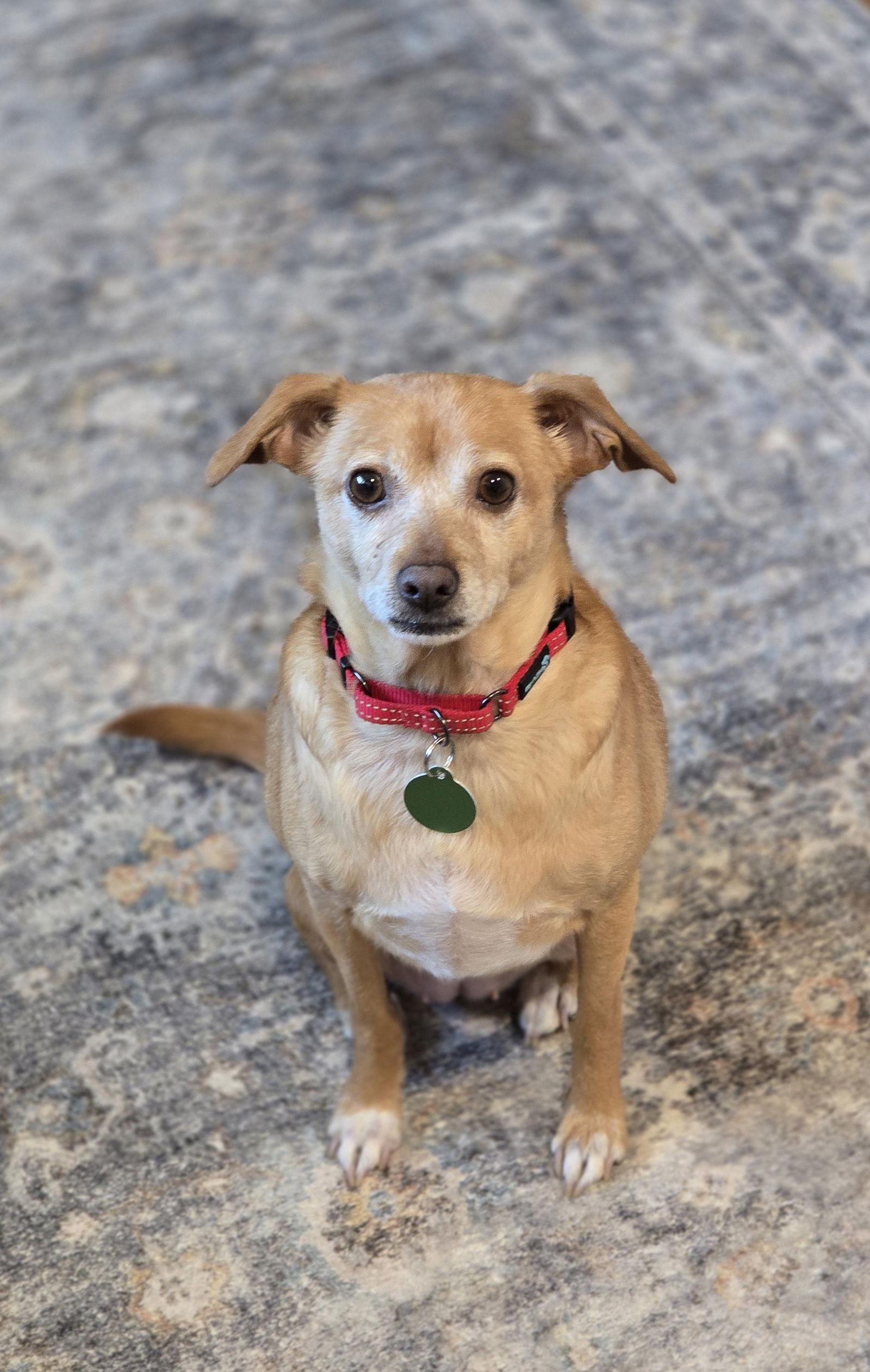 Enlarge Shyla, a Adoptable Terrier in Arlington, VA image 1/3