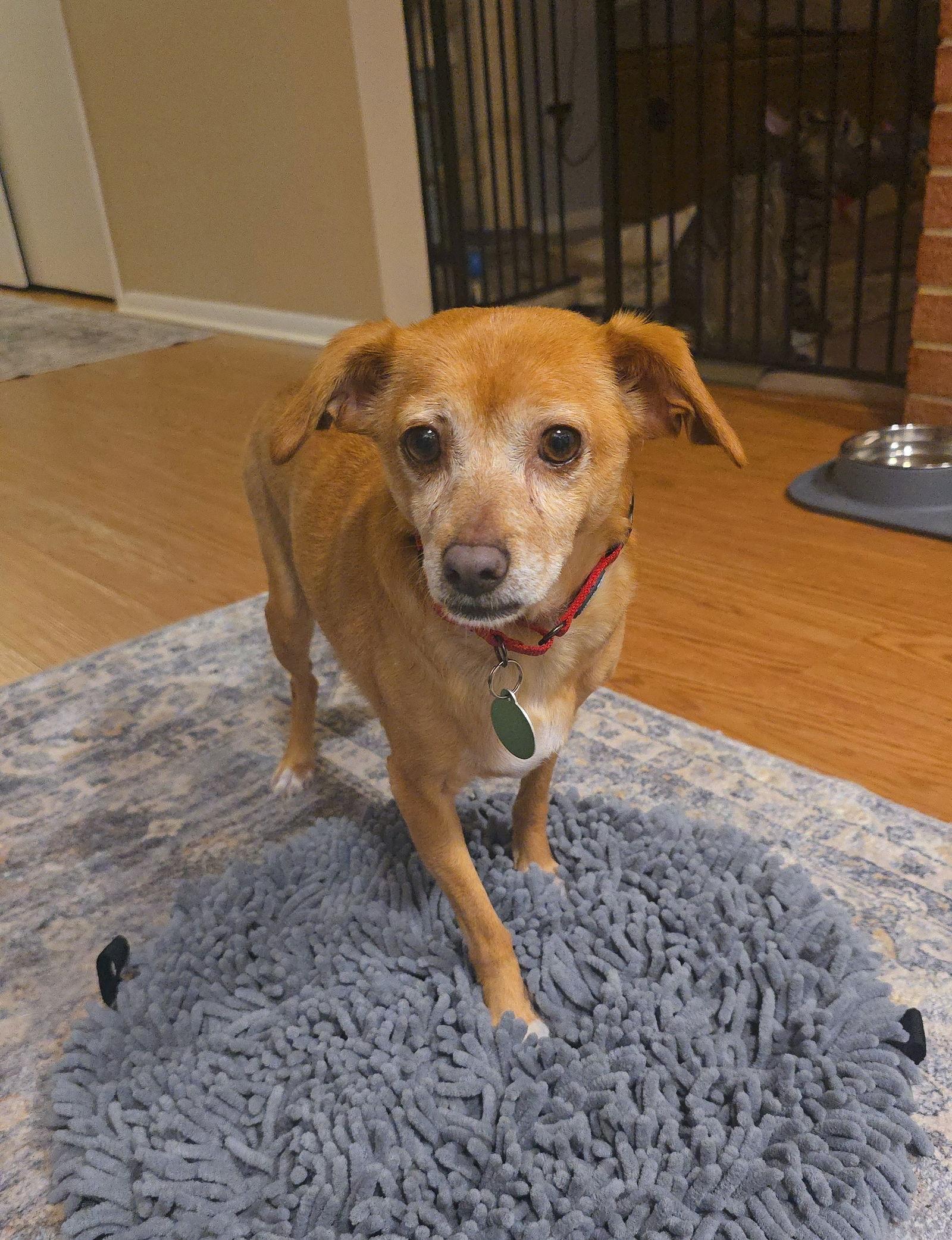 Enlarge Shyla, a Adoptable Terrier in Arlington, VA image 2/3