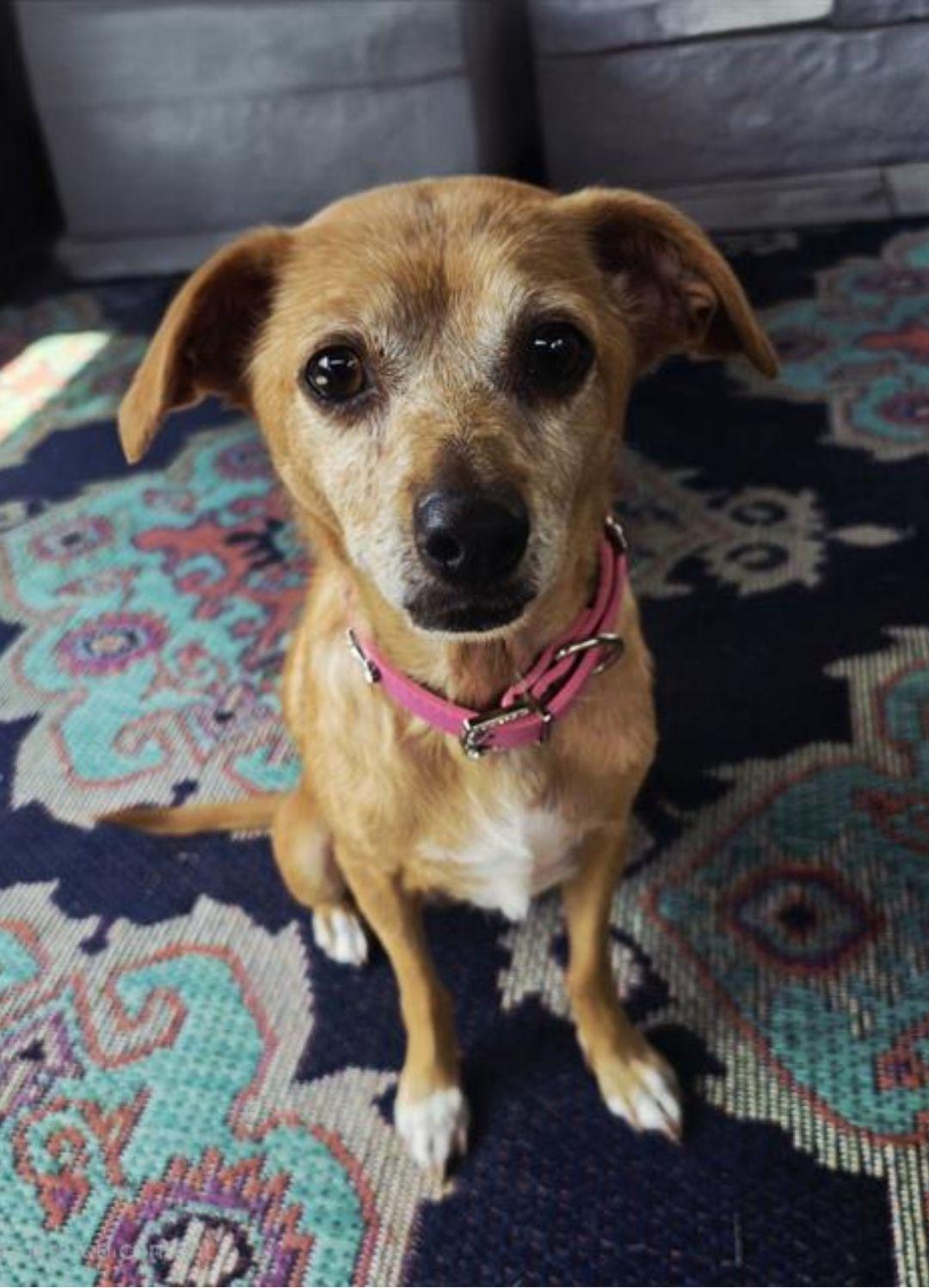 Enlarge Shyla, a Adoptable Terrier in Arlington, VA image 3/3