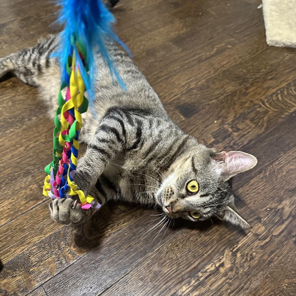 Apple Blossom-See my video!, Adoptable, Adult Female Domestic Short Hair.