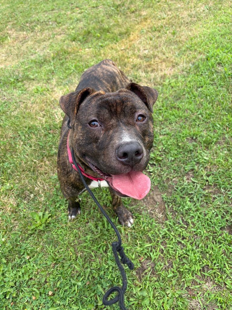 Charlie, Adoptable, Young Male Terrier & Mixed Breed.