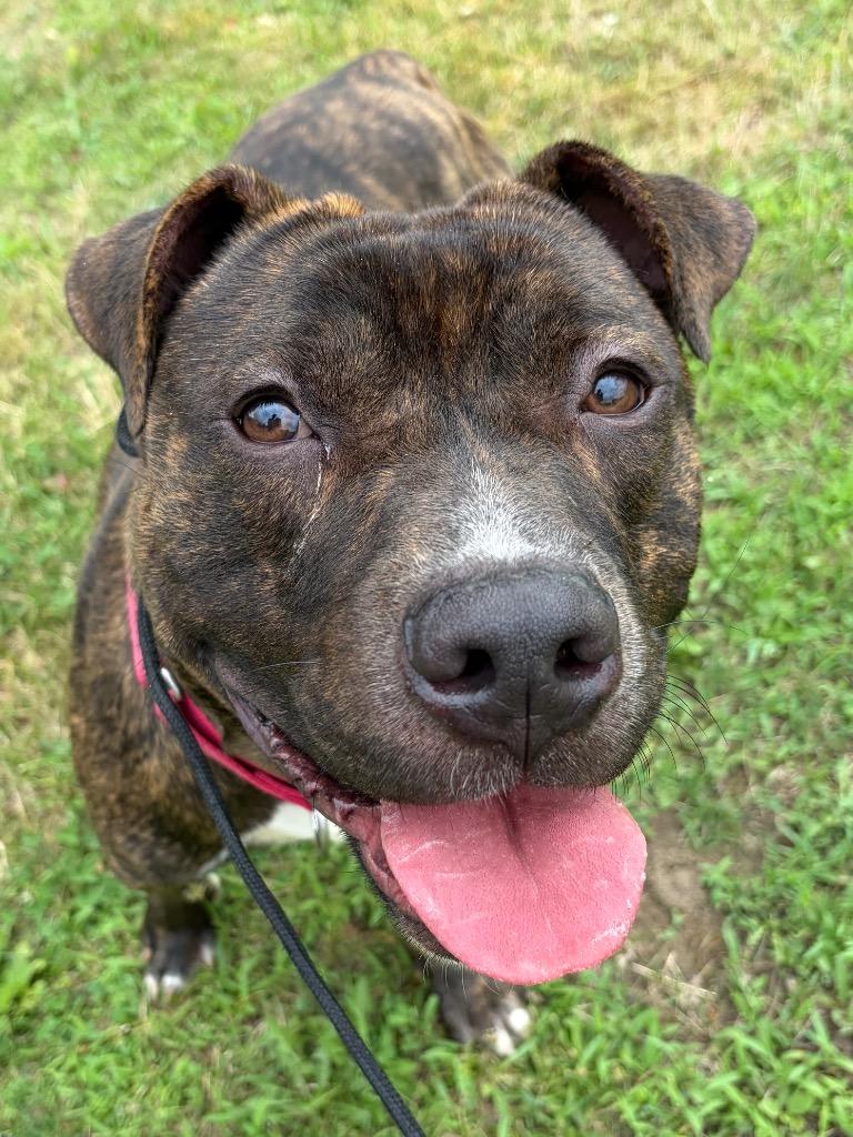 Enlarge Charlie, a Adoptable mixed breed in Pomona, NY image 2/2